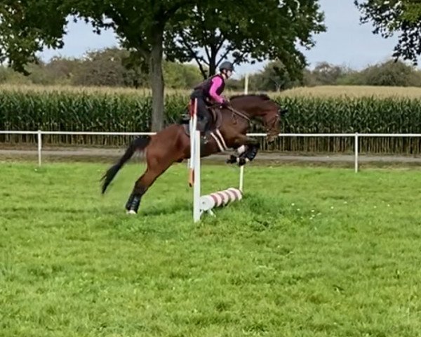 horse Florentin 22 (Trakehner, 2017, from Asagao xx)