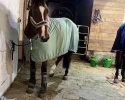 jumper Bright Eyes Lh (Oldenburg show jumper, 2018, from Bentley van de Heffinck)
