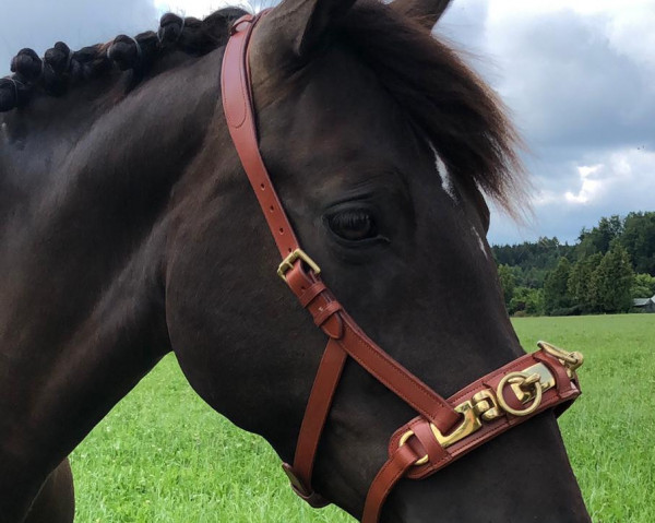 horse Poppy (German Riding Pony, 2014, from FS Pontiac)