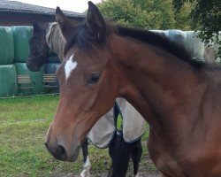 horse Hengst von United Way / Diarado (Holsteiner, 2023, from UNITED WAY)