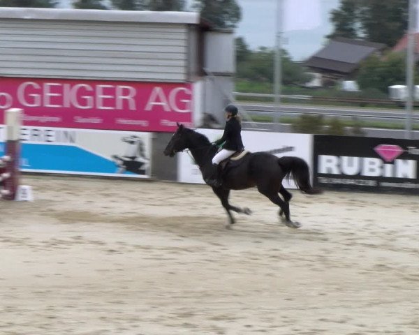 Reitturnier Wädenswil 2023