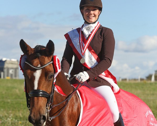 Pferd Chantal Skovvang (Dänisches Warmblut, 2006, von Michellino)