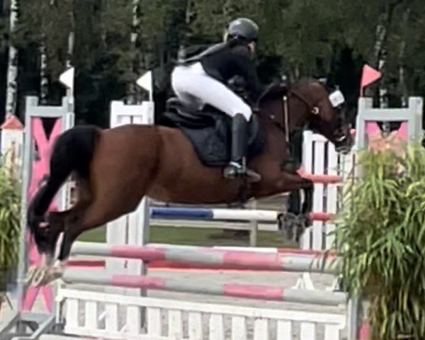 Springpferd Gida 3 (Pony ohne Rassebezeichnung, 2012, von Karlos)