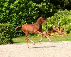 Pferd Stute von Lewine / Diarado (Holsteiner, 2020, von Lewine 3)