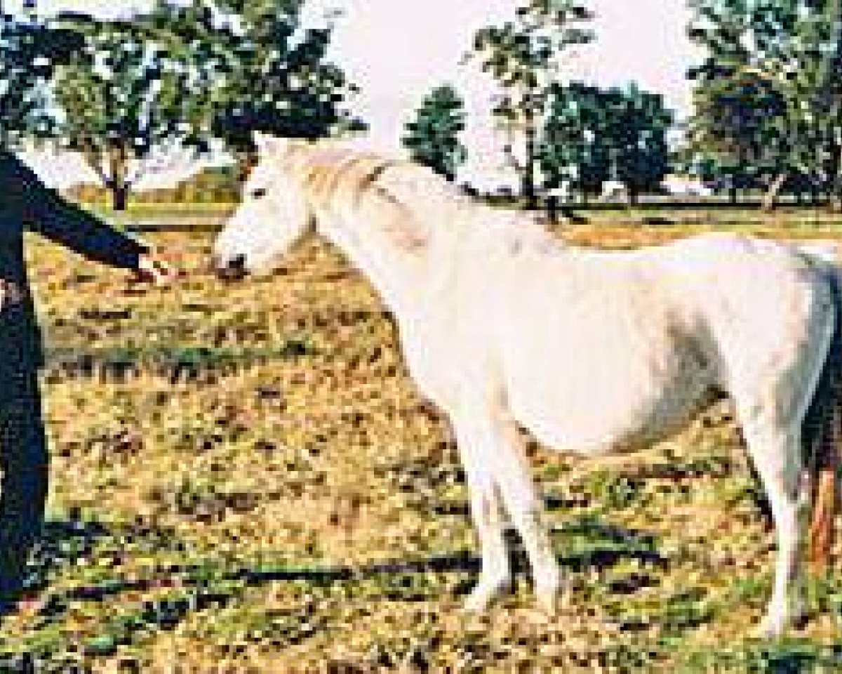 Zuchtstute Keston Minetta (British Riding Pony, 1974, von Wingrove Minkino)