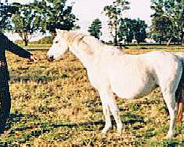 Zuchtstute Keston Minetta (British Riding Pony, 1974, von Wingrove Minkino)