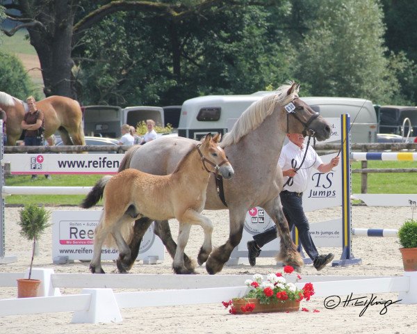 stallion Ajax ABA (Rhenish-German Cold-Blood, 2021, from Augustus)