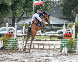 jumper Collist (Czech Warmblood, 2010, from Conway-T)