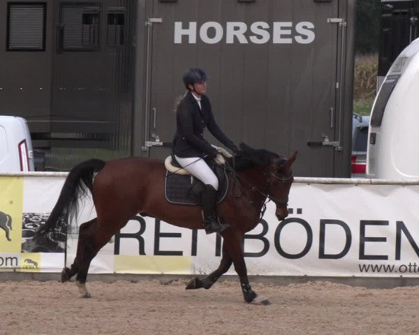 Reitturnier Ranshofen - Braunau am Inn 2023