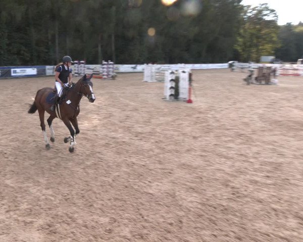 Reitturnier Ranshofen - Braunau am Inn 2023