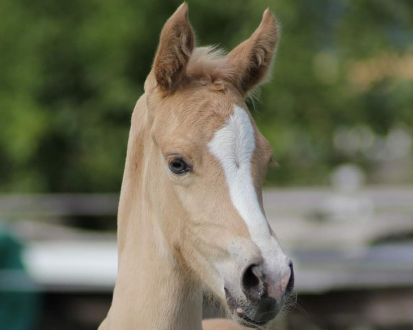 horse Steverheides Dolce far niente (German Riding Pony, 2023, from HET Golden Dream)