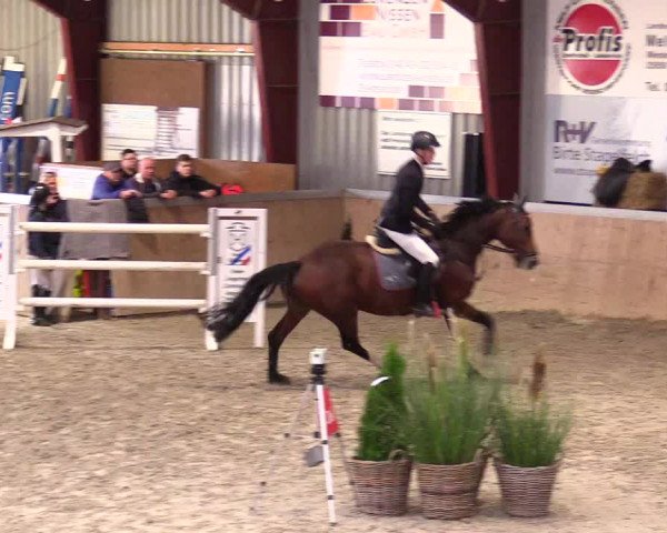 Reitturnier Behrendorf 2023