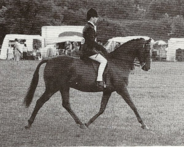 Horse Huttons Ambo Checkerberry (British Riding Pony,  , from Rudi xx)