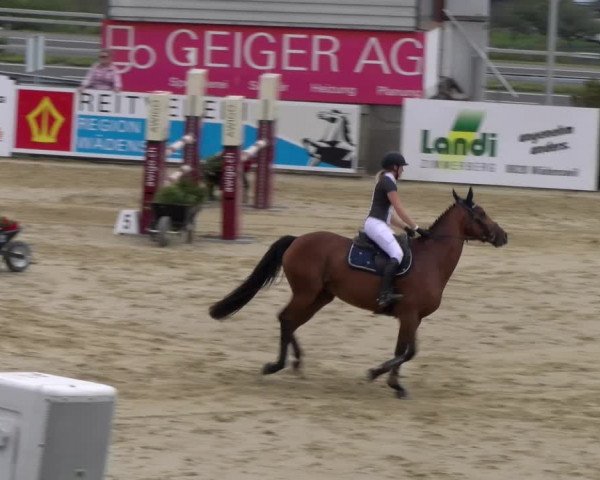 Reitturnier Wädenswil 2023