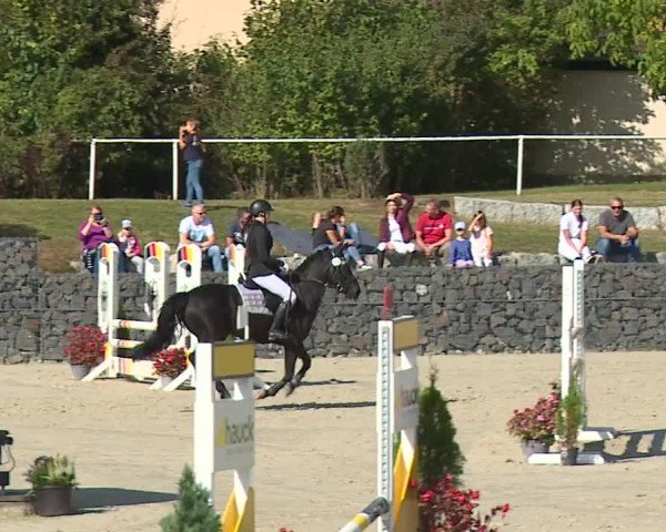 Reitturnier Frankenhof-Sonnefeld/Ofr. 2023