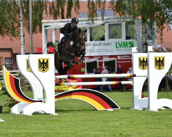 jumper Charming Boy 54 (Hanoverian, 2010, from Corlensky G)