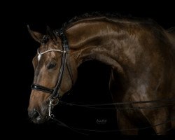 dressage horse Filosof 3 (Oldenburg, 2013, from Fidertanz)