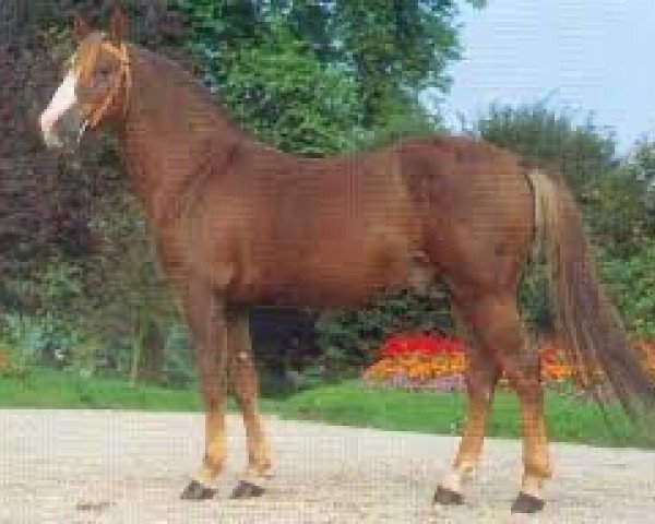 stallion Tonnerre d'Angrie (French Pony, 1985, from Forban de Ravary)