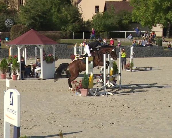 Reitturnier Frankenhof-Sonnefeld/Ofr. 2023