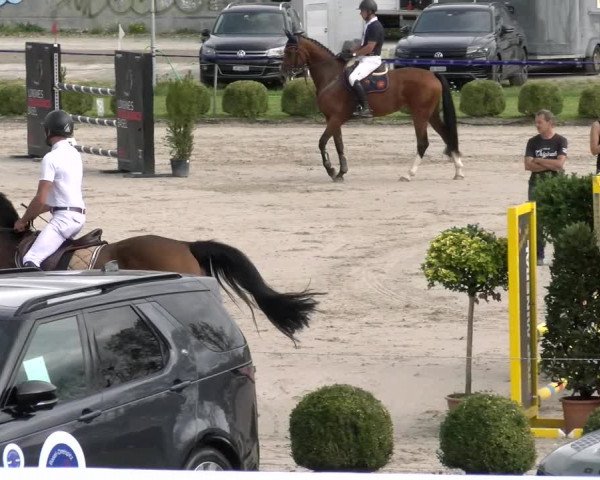 Reitturnier Basel/Schänzli 2023