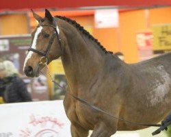 jumper Balissimo (Oldenburg show jumper, 2002, from Baloubet du Rouet)