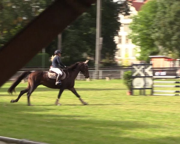 Reitturnier Röhrsdorf/ Chemnitz 2023