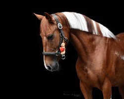 dressage horse Temple of Flame (Connemara Pony, 2015)