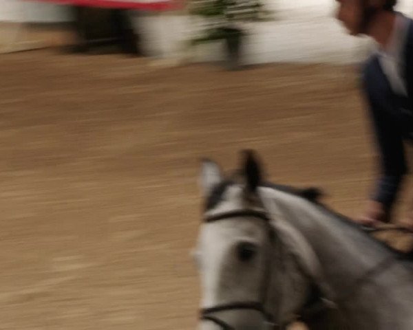 Reitturnier Böblingen 2023