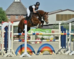 Springpferd Vasco Valentino Vom Wiehen (Hannoveraner, 2013, von Viscount 22)