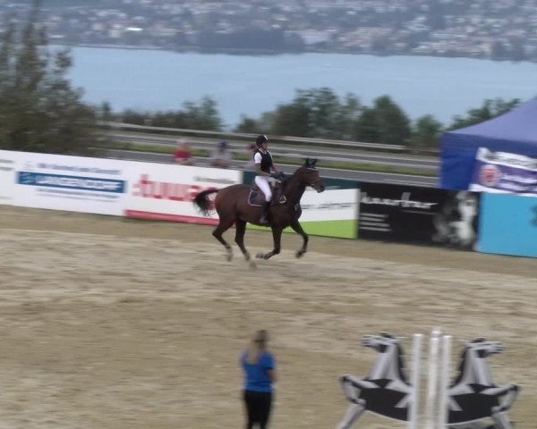 Reitturnier Wädenswil 2023