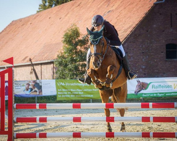 dressage horse Wild Thing 13 (Hanoverian, 2005, from Wolkenstein II)