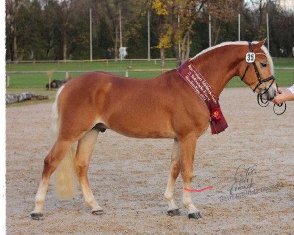stallion Whisky Coke (Edelbluthaflinger, 2020, from Wyno (5,66% ox)) stallion Whisky Coke (Edelbluthaflinger, 2020, from Wyno (5,66% ox))