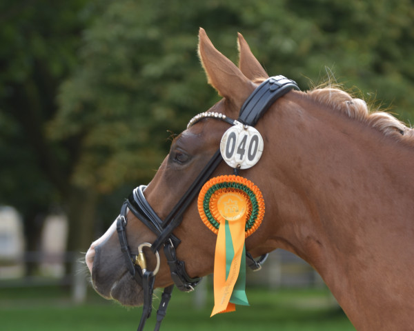 broodmare RM Neon Moon (German Riding Pony, 2020, from Neverland WE)