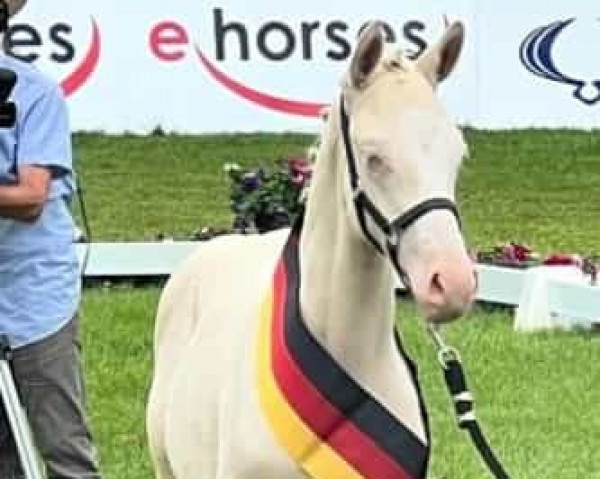 horse Glücksgefühl MS (German Riding Pony, 2023, from Gold Garant)
