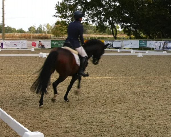 Reitturnier Ruhlsdorf 2023