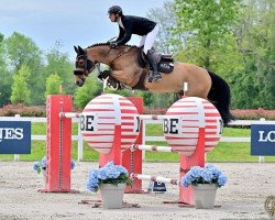 jumper Quirados Z (Zangersheide riding horse, 2012, from Quidam de Revel)