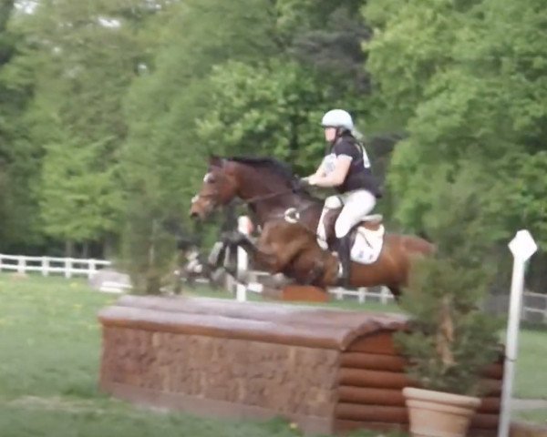 stallion Rohan d'Uriat (Selle Français, 2005, from Champs Elysees)
