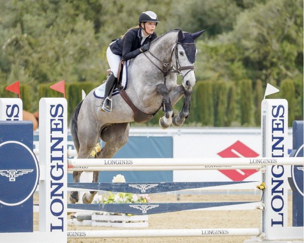 Jumper Hermosillo D'Aubigny (Selle Français, 2017, from Cornet Obolensky)