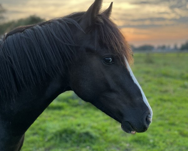 horse KDMP Guinness (German Riding Pony, 2022, from Gold Gelb)