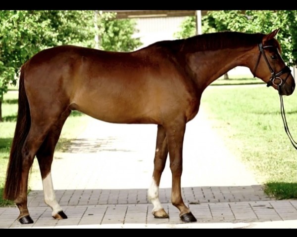 Dressurpferd Sundancer 48 (Hannoveraner, 2019, von Springbank II VH)
