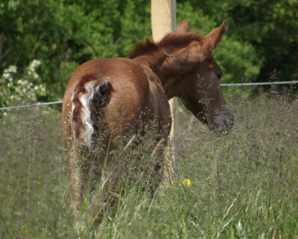 horse Schagall DR (Oldenburg, 2016, from Sweet Hero)