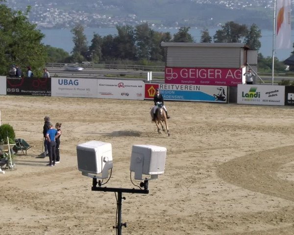 Reitturnier Wädenswil 2023