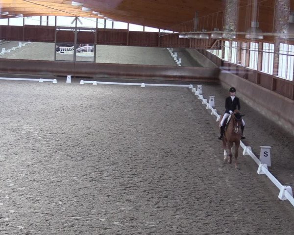 Dressurturnier mit Hallenchampionat Tremsdorf, Eichenhof 2021