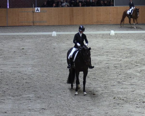 Reitturnier Güstrow/Cavallo Arena 2023
