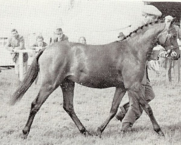 horse Coed Coch Dragon (Welsh Partbred, 1966, from Bwlch Zephyr)