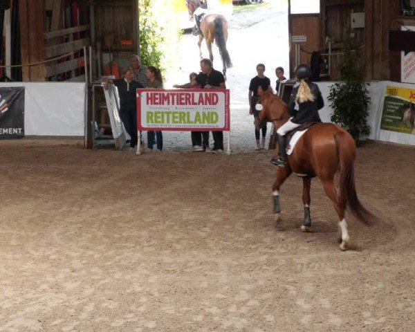 Reitturnier Böblingen 2023
