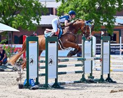 jumper Sammie Gold (Hanoverian, 2016, from Stanley)