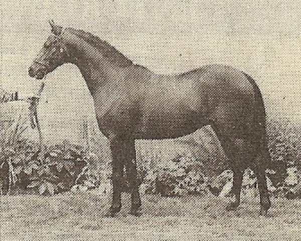 stallion Camargue Tribute (British Riding Pony, 1986, from Keston Tribune) stallion Camargue Tribute (British Riding Pony, 1986, from Keston Tribune)