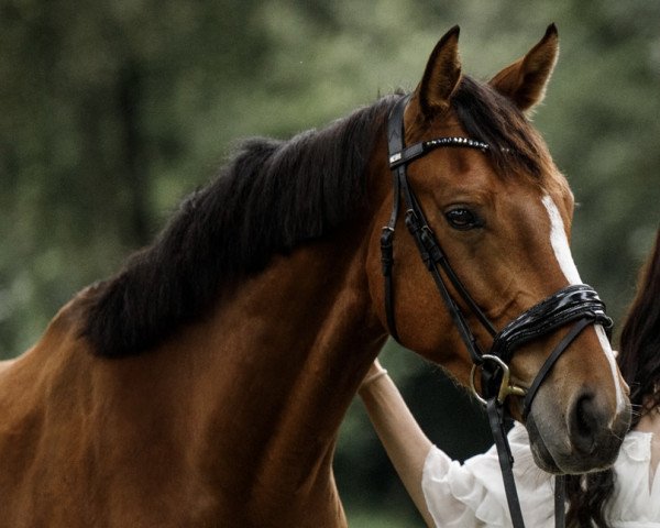 dressage horse Kingsroad's Klaus (Holsteiner, 2017, from Kingsroad)