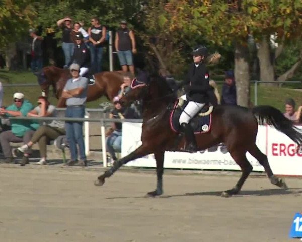 Reitturnier Frankenhof-Sonnefeld/Ofr. 2023